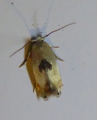 Opostegidae