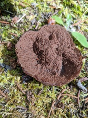 Gyromitra perlata