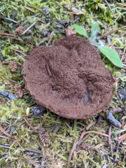 Gyromitra perlata