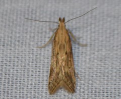 Metzneria lappella