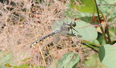 Gomphus