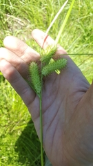 Carex lurida