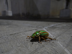 Chrysina adelaida