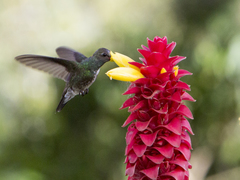 Chionomesa fimbriata