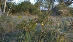 Solanum palinacanthum