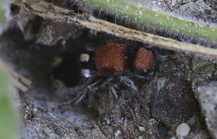 Ronisia brutia