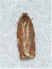 Archips myricana