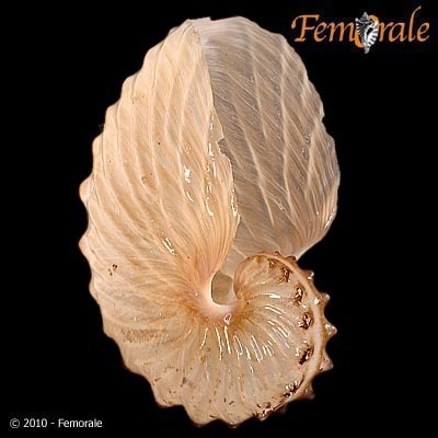 Brown Argonaut