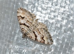 Xanthorhoe abrasaria