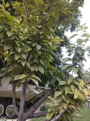 Prunus serrulata