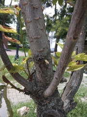 Prunus serrulata