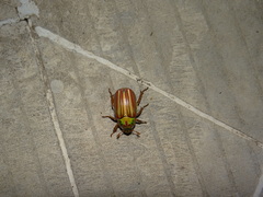 Chrysina adelaida