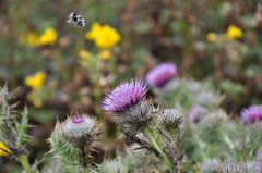 Cirsium andrewsii