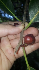Ficus tamayoana
