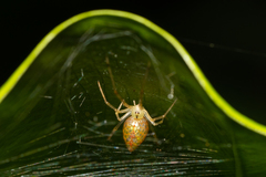 Thwaitesia margaritifera