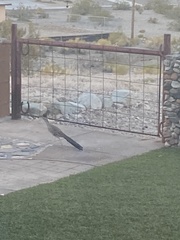 Geococcyx californianus