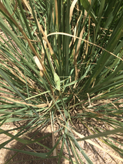 Obolopteryx catinata