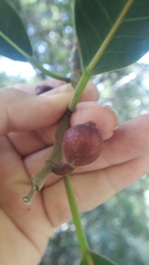 Ficus tamayoana