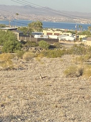 Geococcyx californianus