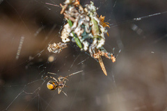 Parasteatoda lunata