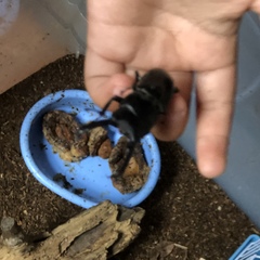 Serrognathus titanus