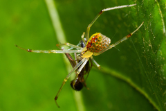 Thwaitesia margaritifera