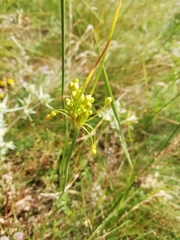 Allium flavum
