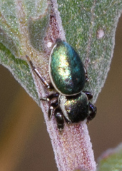 Sassacus papenhoei