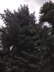 Picea pungens