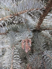 Picea pungens