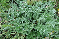 Cirsium andrewsii