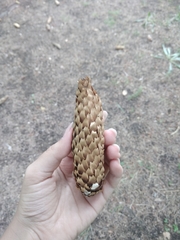 Picea pungens