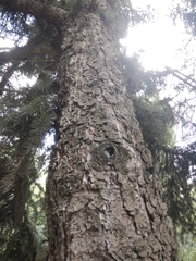 Picea pungens