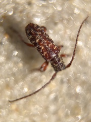 Eupogonius tomentosus