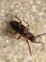 Eupogonius tomentosus