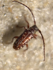 Eupogonius tomentosus