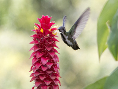 Anthracothorax nigricollis