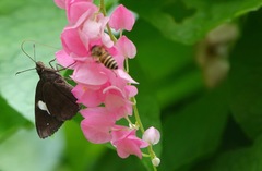 Notocrypta paralysos varians
