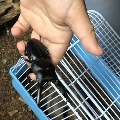 Serrognathus titanus