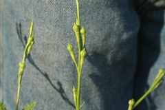 Rapistrum perenne
