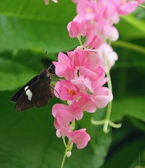 Notocrypta paralysos varians