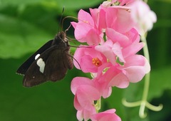 Notocrypta paralysos varians