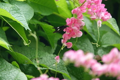 Notocrypta paralysos varians