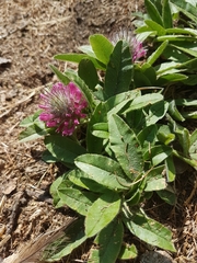 Trifolium alpestre