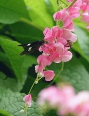 Notocrypta paralysos varians