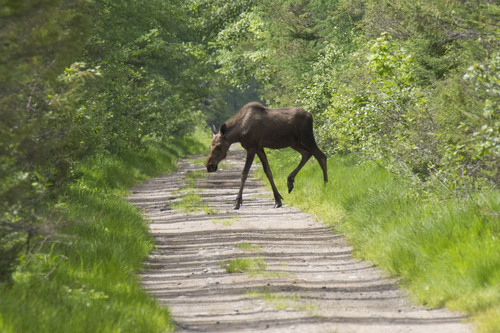 Moose photographed in New York