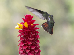 Anthracothorax nigricollis