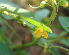 Senna