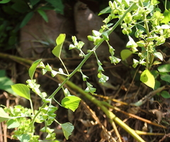 Acalypha indica