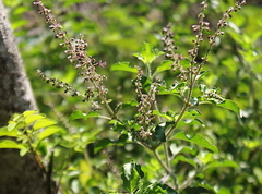Ocimum × africanum